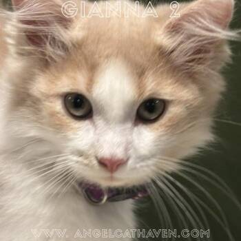 Gianna 2 -  Domestic Medium Hair Cat for Adoption in Plainville, Massachusetts - Gianna 2 | PetCurious