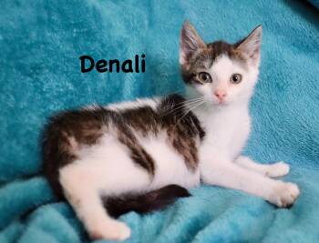 Denali -  Turkish Van Cat for Adoption in St. Augustine, Florida - Denali | PetCurious