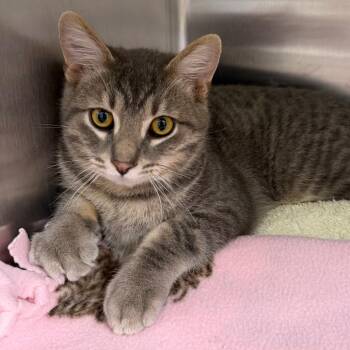 Spike -  Domestic Short Hair Cat for Adoption in Naperville, Illinois - Spike | PetCurious