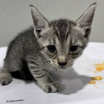 Basil -  Domestic Short Hair Cat for Adoption in Tampa, Florida - Basil | PetCurious