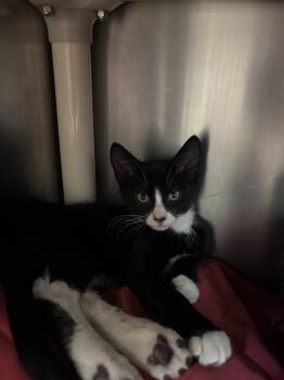 Catzilla -  Domestic Short Hair Cat for Adoption in Pomona, New York - Catzilla | PetCurious