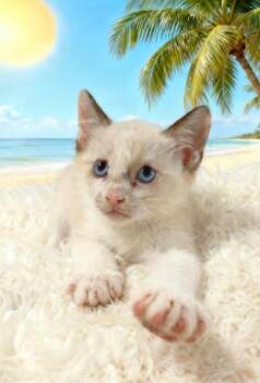 Aladdin -  Domestic Short Hair and Siamese Cat for Adoption in Tehachapi, California - Aladdin | PetCurious