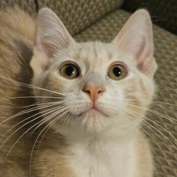 Moira -  Domestic Short Hair Cat for Adoption in Rochester, Minnesota - Moira | PetCurious