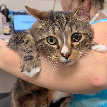 Ray Jay -  Domestic Short Hair Cat for Adoption in Columbiana, Alabama - Ray Jay | PetCurious