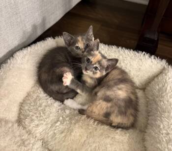 Nugget -  Dilute Tortoiseshell Cat Available for Adoption in Orlando, Florida - Nugget | PetCurious