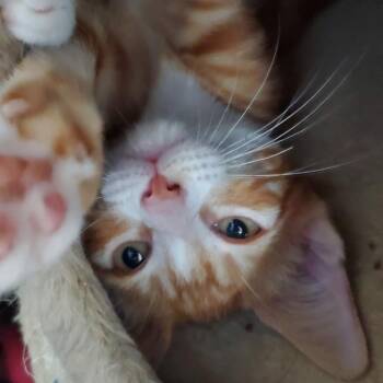 Cutten -  Domestic Short Hair Cat for Adoption in Westminster, California - Cutten | PetCurious