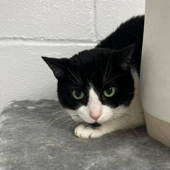Gina -  Domestic Short Hair Cat for Adoption in Hampton Bays, New York - Gina | PetCurious