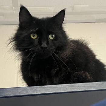 Radicchio -  Domestic Medium Hair Cat for Adoption in Fairport, New York - Radicchio | PetCurious