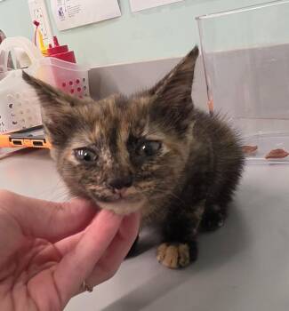 Kylie -  Domestic Short Hair Cat for Adoption in Athens, Tennessee - Kylie | PetCurious
