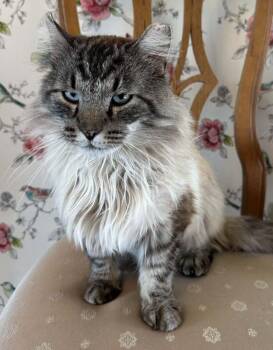 Domestic Long Hair Cats Available for Adoption in Anchorage, Alaska - Arden | PetCurious