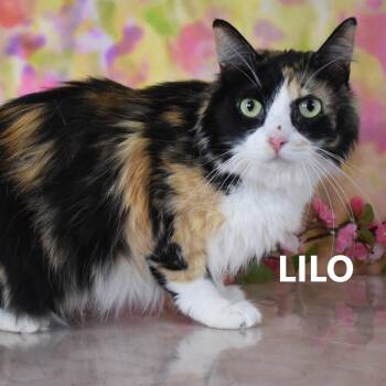 Lilo -  Domestic Medium Hair Cat for Adoption in Yuma, Arizona - Lilo | PetCurious