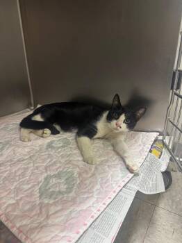 Furman -  Domestic Short Hair Cat for Adoption in Sorrento, Louisiana - Furman | PetCurious