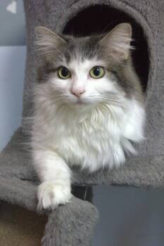 Lily -  Domestic Long Hair Cat for Adoption in Montreal, Quebec - Lily | PetCurious