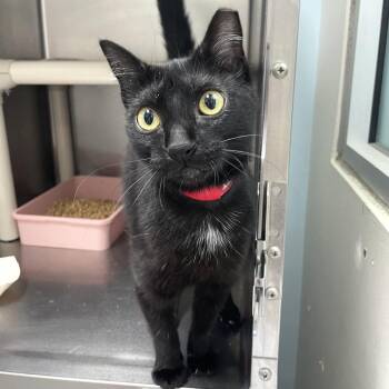 Observatory -  Domestic Short Hair Cat for Adoption in Carencro, Louisiana - Observatory | PetCurious
