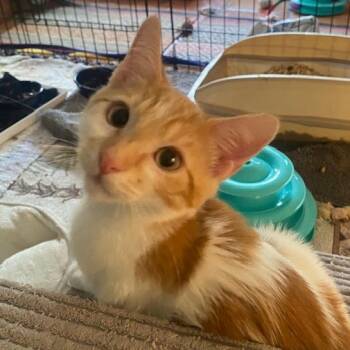 Rescue Domestic Short Hair Cats for Adoption in Los Angeles, California - Dorito | PetCurious