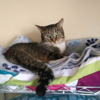 Domestic Short Hair Cats Available for Adoption - Tigger (Mugs) | PetCurious