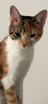 Butters (Talico female) -  Domestic Short Hair Cat for Adoption in Farmington Hills, Michigan - Butters (Talico Female) | PetCurious