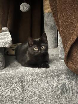 Domestic Short Hair Cats Available for Adoption - Toothless | PetCurious