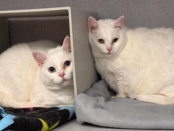 Barry and Betty White -  Domestic Short Hair Cat for Adoption in Batavia, New York - Barry And Betty White | PetCurious