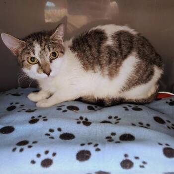 Domestic Short Hair Cats Available for Adoption - Stormy | PetCurious