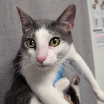 Olive -  Domestic Short Hair Cat for Adoption in Hattiesburg, Mississippi - Olive | PetCurious