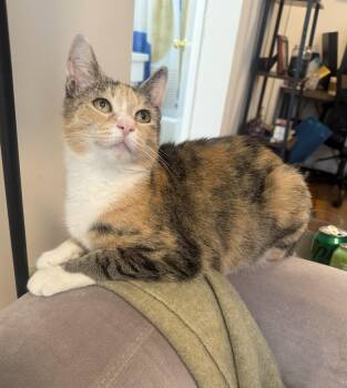 Calico Cats Available for Adoption in New York, New York - Mabel | PetCurious