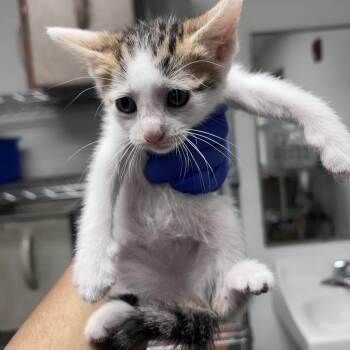 Maddie -  Domestic Short Hair Cat for Adoption in Philadelphia, Pennsylvania - Maddie | PetCurious