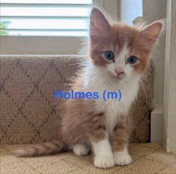 HOLMES Kitten -  Domestic Medium Hair Cat Available for Adoption in New Bern, North Carolina - HOLMES Kitten | PetCurious