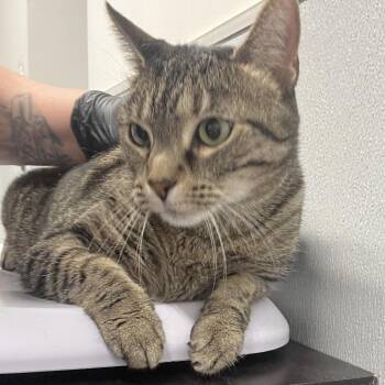 Aiko -  Domestic Short Hair Cat for Adoption in Tampa, Florida - Aiko | PetCurious
