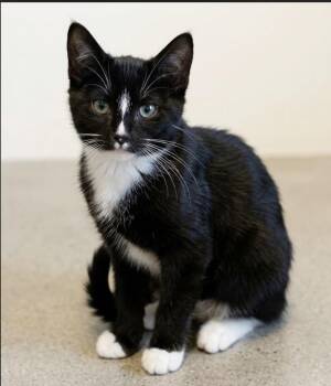 Teddy Brother of Matthew -  Domestic Short Hair Cat for Adoption - Teddy Brother Of Matthew | PetCurious