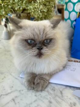 Esmeralda -  Persian Cat for Adoption in Woodmere, New York - Esmeralda | PetCurious