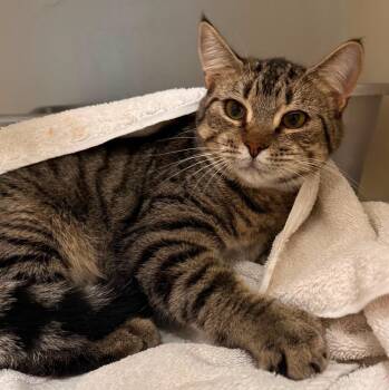 Cake -  Domestic Short Hair Cat for Adoption in Spooner, Wisconsin - Cake | PetCurious