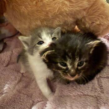 Domestic Medium Hair Cats Available for Adoption in Roanoke, Virginia - Storm | PetCurious
