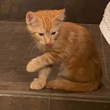 McNaughty -  American Shorthair Cat for Adoption in Spring Hill, Kansas - McNaughty | PetCurious