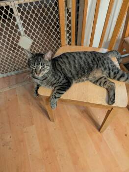 Rescue Domestic Short Hair Cats for Adoption in Trinity, North Carolina - Sedge | PetCurious