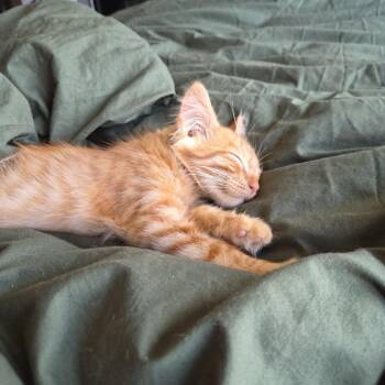 Nacho Fries C12796 -  Domestic Short Hair Cat for Adoption - Nacho Fries C12796 | PetCurious