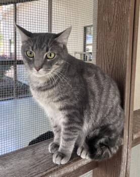 Domestic Short Hair Cats Available for Adoption in Cashiers, North Carolina - Berlioz | PetCurious