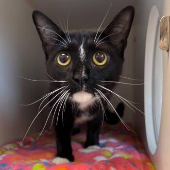 Erikka -  Domestic Short Hair Cat for Adoption in Naperville, Illinois - Erikka | PetCurious