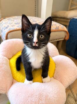 Twix -  Domestic Short Hair Cat for Adoption in Victor, New York - Twix | PetCurious