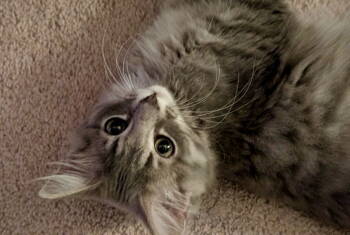 Rescue Tabby and Domestic Short Hair Cats for Adoption in Garner, North Carolina - Cirrus | PetCurious