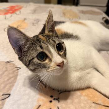 Spicy -  Domestic Short Hair Cat for Adoption in Liverpool, Texas - Spicy | PetCurious