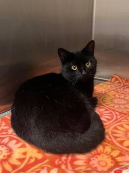 Domestic Short Hair Cats Available for Adoption - Shammy | PetCurious