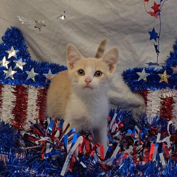 Remy -  Domestic Short Hair Cat for Adoption in Pompano Beach, Florida - Remy | PetCurious