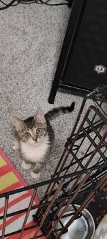 Clyde -  Domestic Short Hair Cat for Adoption in Fruit Heights, Utah - Clyde | PetCurious