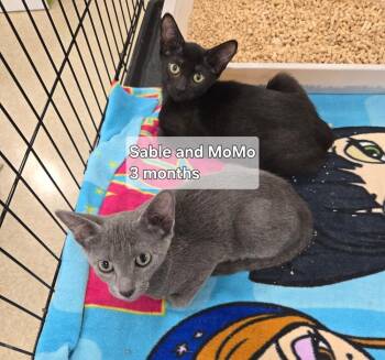 Momo and Sable -  Russian Blue and Domestic Short Hair Cat for Adoption in Deltona, Florida - Momo And Sable | PetCurious