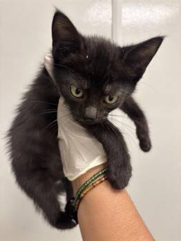 KNIGHT -  Domestic Short Hair Cat for Adoption in Ontario, California - KNIGHT | PetCurious