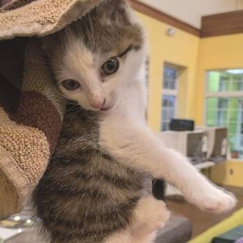Monopoly -  Domestic Short Hair Cat for Adoption in Lynchburg, Virginia - Monopoly | PetCurious