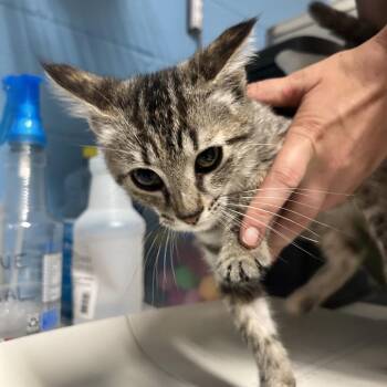 Emily -  Domestic Short Hair Cat for Adoption in Newport, North Carolina - Emily | PetCurious