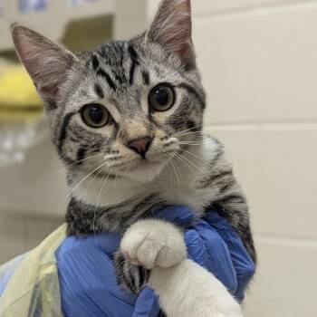 Persephone -  Domestic Short Hair Cat for Adoption in Murray, Utah - Persephone | PetCurious