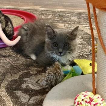 Nova (Adopt with Nathan) -  Domestic Medium Hair Cat for Adoption in Peachtree City, Georgia - Nova (Adopt With Nathan) | PetCurious